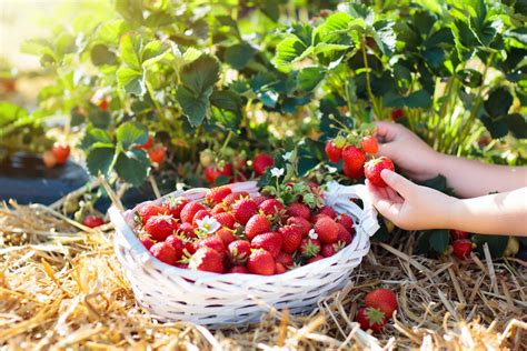 Pick strawberries - How to grow strawberries from a strawberry. Mary Jane Duford is a gardening expert and founder of the gardening blog Home for the Harvest. She advises that you pick the ‘healthiest-looking ripe strawberries’ to get seeds from and has an 8-point method to go from picking a ripe strawberry to growing new plants from the seeds you …